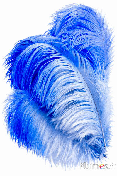 Struisvogel - 30-40 cm - lagune-blauw